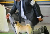 Dream Dog | Pensión Canina , Adiestramiento Certificado y Guardería Canina en Córdoba