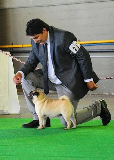 Dream Dog | Pensión Canina , Adiestramiento Certificado y Guardería Canina en Córdoba