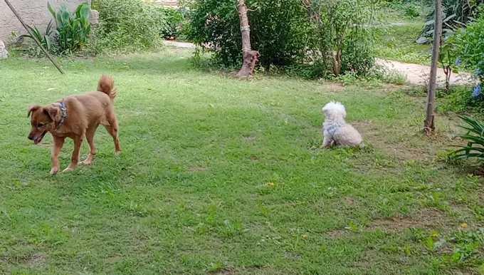 Jauría Feliz | Guardería y Alojamiento para Perros en Córdoba con Entorno Familiar, Juegos, Mimos y sin Caniles