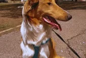 CANINUS | El Lugar para que tu Perro Disfrute Córdoba