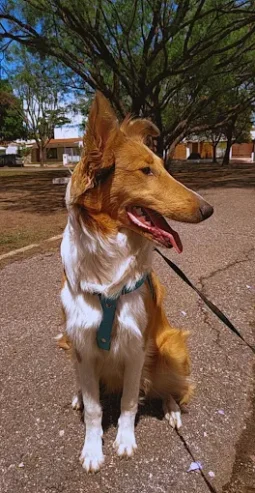 CANINUS | El Lugar para que tu Perro Disfrute Córdoba