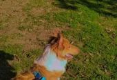 CANINUS | El Lugar para que tu Perro Disfrute Córdoba