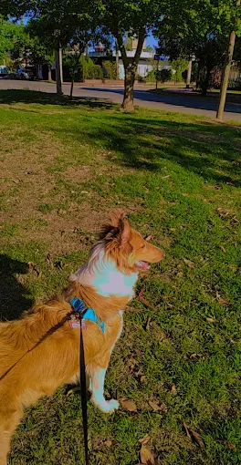 CANINUS | El Lugar para que tu Perro Disfrute Córdoba