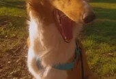 CANINUS | El Lugar para que tu Perro Disfrute Córdoba