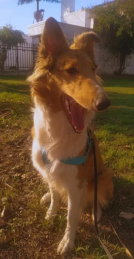 CANINUS | El Lugar para que tu Perro Disfrute Córdoba