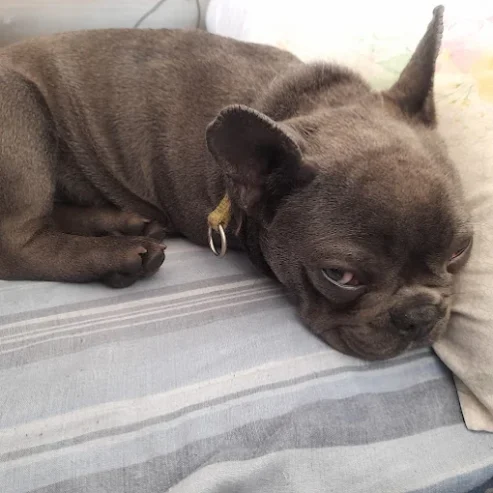 Guardería Canina “Como en Casa” | Cuidado Personalizado para Perros de Tamaños Chicos y Medianos en Córdoba