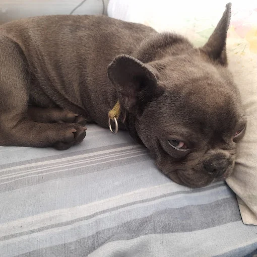 Guardería Canina “Como en Casa” | Cuidado Personalizado para Perros de Tamaños Chicos y Medianos en Córdoba