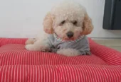 Pet Home Honey | Guardería de Mascotas Libre de Jaulas, Caniles y Paseos para Perros