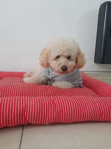 Pet Home Honey | Guardería de Mascotas Libre de Jaulas, Caniles y Paseos para Perros