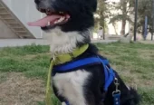 Pet Home Honey | Guardería de Mascotas Libre de Jaulas, Caniles y Paseos para Perros
