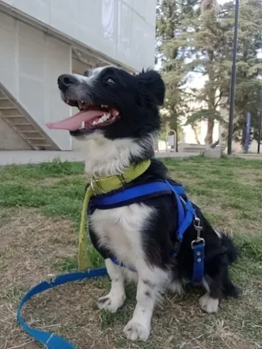 Pet Home Honey | Guardería de Mascotas Libre de Jaulas, Caniles y Paseos para Perros