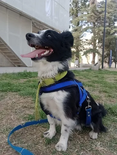 Pet Home Honey | Guardería de Mascotas Libre de Jaulas, Caniles y Paseos para Perros