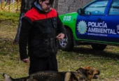 Aiko School | Adiestramiento Canino y Guardería Canina 26 Años de Experiencia