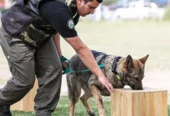 Aiko School | Adiestramiento Canino y Guardería Canina 26 Años de Experiencia