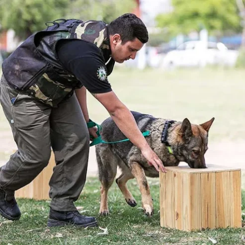 Aiko School | Adiestramiento Canino y Guardería Canina 26 Años de Experiencia