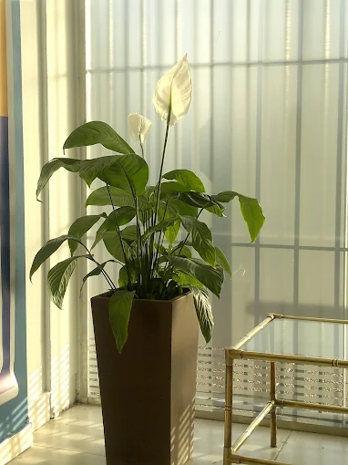 Academia Piacentini | Enseñanza Personalizada de Conducción