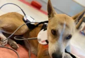 Veterinaria Eugenia Navarro | Fisioterapia, Rehabilitación Ortopédica y Neurológica, Acupuntura para Mascotas