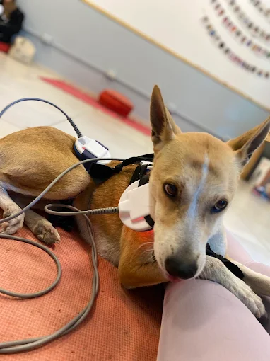 Veterinaria Eugenia Navarro | Fisioterapia, Rehabilitación Ortopédica y Neurológica, Acupuntura para Mascotas