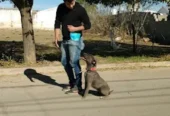 Strong Dogs Adiestramiento Canino | Técnicas de Conductismo  Armonía y Obediencia