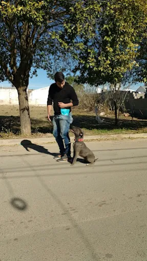 Strong Dogs Adiestramiento Canino | Técnicas de Conductismo  Armonía y Obediencia