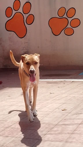 Lucky Dogs | Guardería y Peluquería Canina en Córdoba