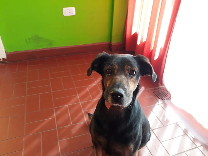 Veterimóvil | Veterinario a Domicilio y Online en Córdoba Capital