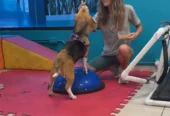 Veterinaria Eugenia Navarro | Fisioterapia, Rehabilitación Ortopédica y Neurológica, Acupuntura para Mascotas