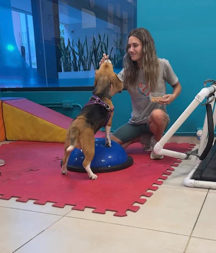 Veterinaria Eugenia Navarro | Fisioterapia, Rehabilitación Ortopédica y Neurológica, Acupuntura para Mascotas
