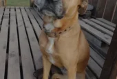 JR Adiestramiento | Centro de Capacitación Canina