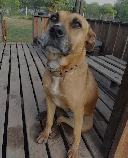 JR Adiestramiento | Centro de Capacitación Canina