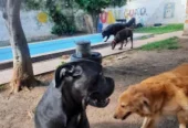 Lucky Dogs | Guardería y Peluquería Canina en Córdoba