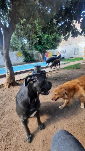 Lucky Dogs | Guardería y Peluquería Canina en Córdoba