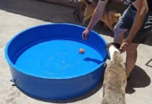 CANINUS | El Lugar para que tu Perro Disfrute Córdoba
