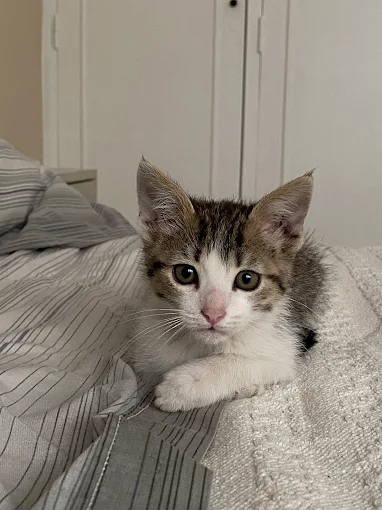 Better Vet | Veterinaria a Domicilio  Vacunas, Desparasitaciones, Consultas, Cirugías