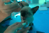 Veterinaria Eugenia Navarro | Fisioterapia, Rehabilitación Ortopédica y Neurológica, Acupuntura para Mascotas