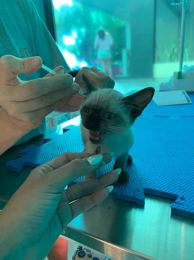 Veterinaria Eugenia Navarro | Fisioterapia, Rehabilitación Ortopédica y Neurológica, Acupuntura para Mascotas
