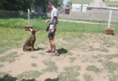 Strong Dogs Adiestramiento Canino | Técnicas de Conductismo  Armonía y Obediencia