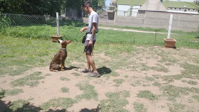 Strong Dogs Adiestramiento Canino | Técnicas de Conductismo  Armonía y Obediencia
