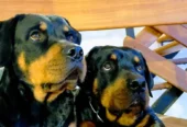Guardería y Resort Canino | Educación, Adiestramiento, Hospedaje y Transporte de Mascotas