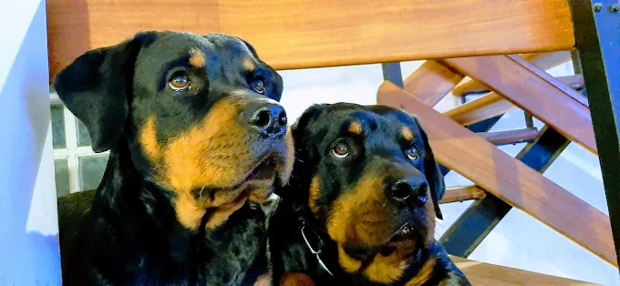 Guardería y Resort Canino | Educación, Adiestramiento, Hospedaje y Transporte de Mascotas