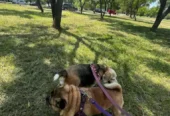 La Casita de Doby | Guardería Canina 24 Hs., Sin Caniles, Spa y Cuidado para Perritos Pequeños y Medianos