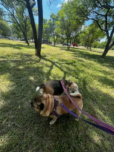 La Casita de Doby | Guardería Canina 24 Hs., Sin Caniles, Spa y Cuidado para Perritos Pequeños y Medianos