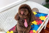 Irgiza Mascotas | Guardería Canina, Peluquería, Petshop y Festejo de Cumples para Perros