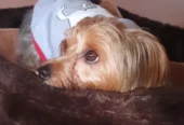 La Casita de Doby | Guardería Canina 24 Hs., Sin Caniles, Spa y Cuidado para Perritos Pequeños y Medianos