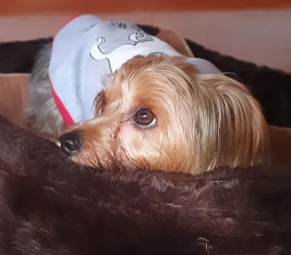 La Casita de Doby | Guardería Canina 24 Hs., Sin Caniles, Spa y Cuidado para Perritos Pequeños y Medianos