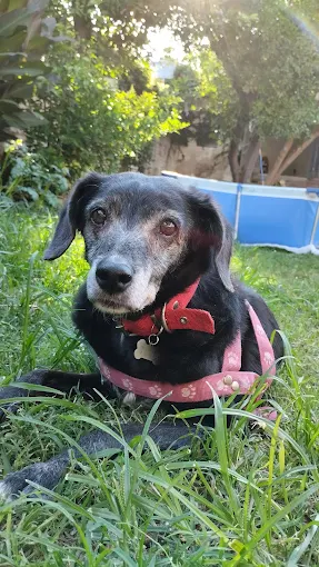 Guardería Canina “Los Pipurris” | Cuidado de Mascotas en Amplio Espacio Verde en Córdoba