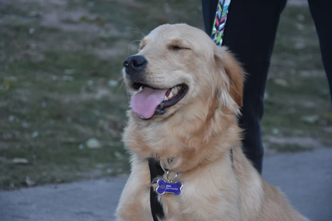 GLEE PET MARKET | Veterinaria, Peluquería Canina/Felina, Pet Shop (Alimentos, Acuarismo) en O’Higgins Mall, Córdoba