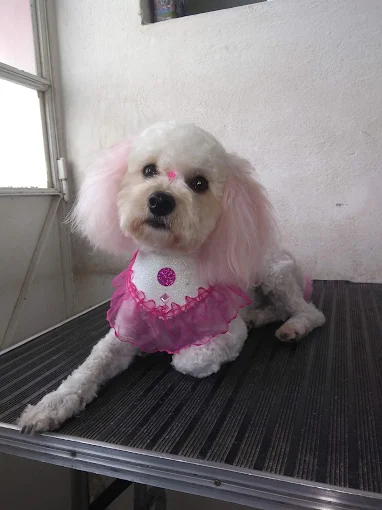 CANEM | Peluquería Canina Respetuosa, Libre de Jaulas, Educación Canina, Guardería, Traslados y Dermocosmética