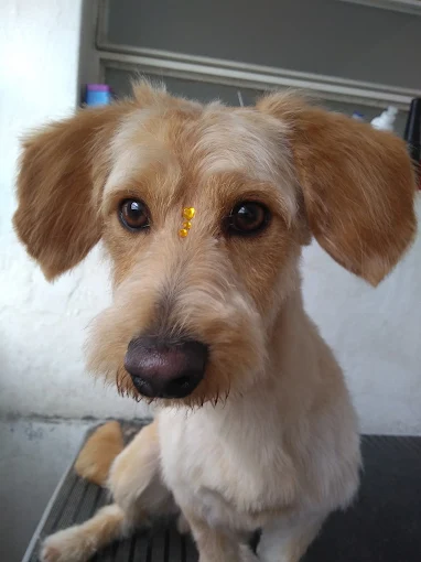 CANEM | Peluquería Canina Respetuosa, Libre de Jaulas, Educación Canina, Guardería, Traslados y Dermocosmética