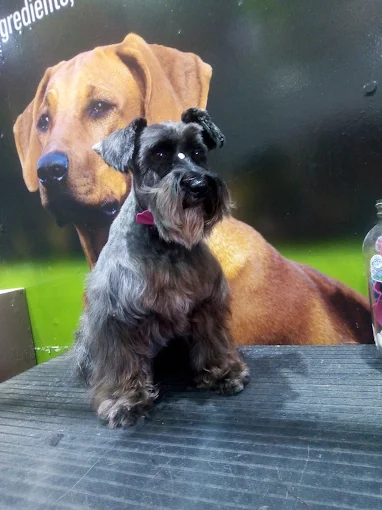 Ayelén Sánchez | Peluquería Canina: Baño, Corte, Retoques, Corte de Uñas y Limpieza de Oídos con Experiencia, Amor y Respeto